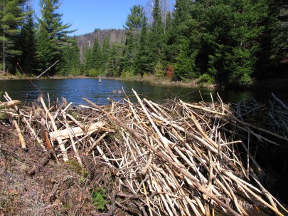 Beaver dam north of Lac Monette