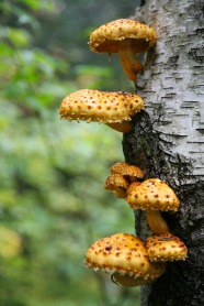 Mushrooms (just back from the Eardley Escarpment)