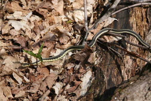 Garter snake (west of the Champlain Lookout)
