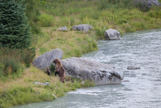 A grizzly sow and her cub on the banks of the Chilkoot River
