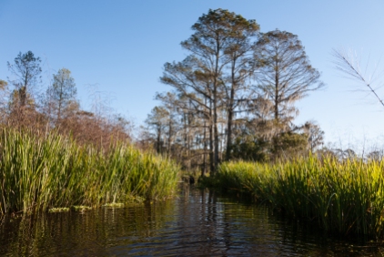 Maurepas Swamp