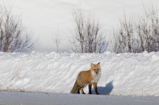 Red Fox by the side of the road
