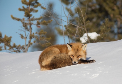 Red Fox enjoying the sun